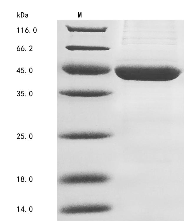 Hamster NEU2 protein