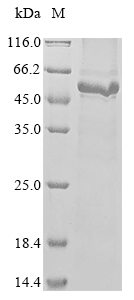 Mouse Pkdcc protein