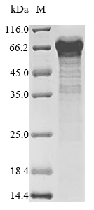 Rat Mkrn3 protein