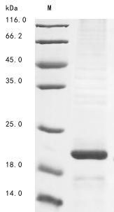 Human ALKAL2 protein