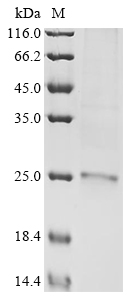 Human PLET1 protein