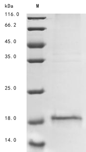 Human ALKAL1 protein