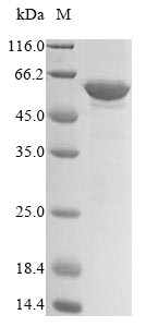 Mouse Dek protein