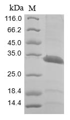 Human BPHL protein