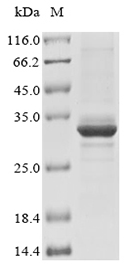 Mouse Echs1 protein