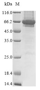 Human FAM20C protein