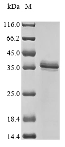 Mouse Hsd17b13 protein