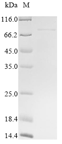 Human RGMA protein