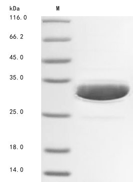 Zebrafish hsp90a.1 protein