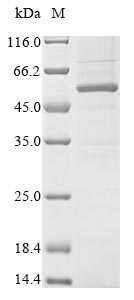 Mouse Chrdl1 protein