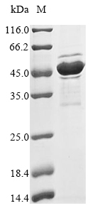 Bovine Tnnt3 protein