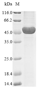 Human PELI1 protein