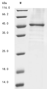Human KLHDC3 protein