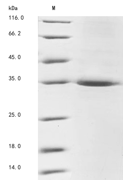 Mouse Lims1 protein