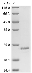 Human PLA2G12A protein