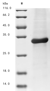 Mouse C1ql3 protein