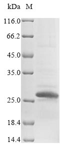 Mouse Sostdc1 protein