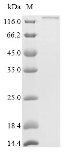 Mouse CD11c protein