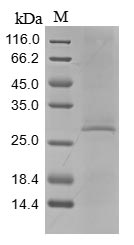 Mouse C1qtnf3 protein