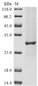 Human C1QTNF3 protein