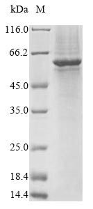 Human GSDMC protein