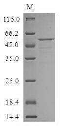 Human CRISPLD2 protein