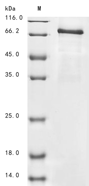 Mouse Plod2 protein