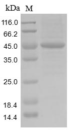 Human ACTL8 protein