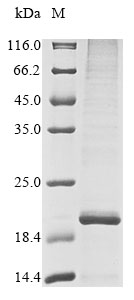 Human SALL4 protein
