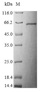 Mouse Stk11 protein