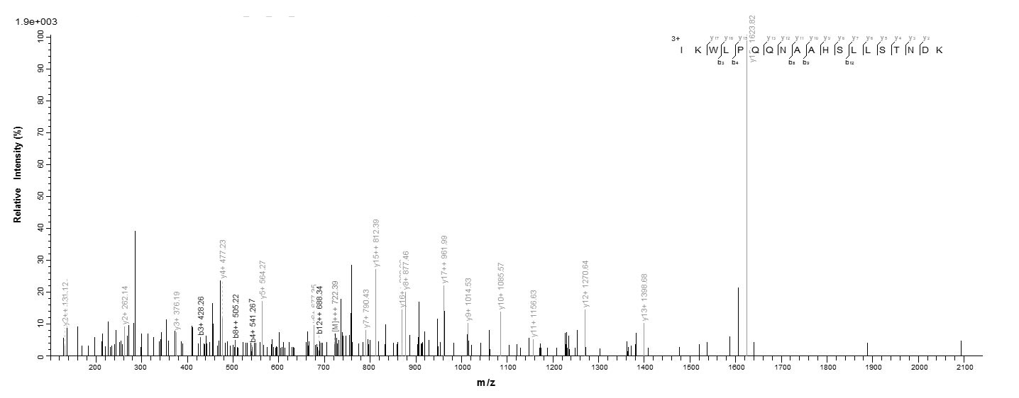 Human PPP2R2C protein