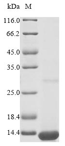 Mouse Apoc1 protein