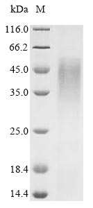 Mouse Bnip3 protein