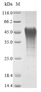 Mouse Bnip3 protein