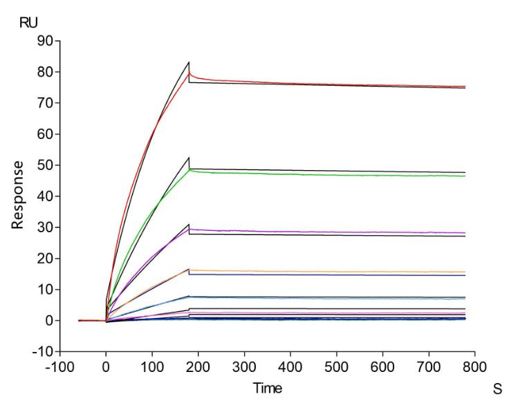 Human CCR4 protein