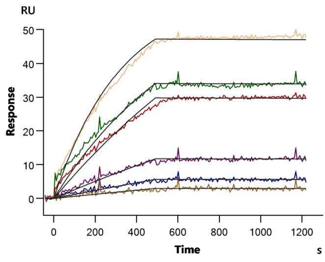 Human CCR4 protein