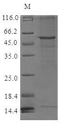 Human CCR6 protein