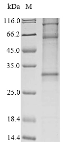 Human CD37 protein