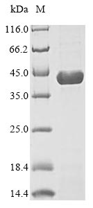 Mouse Dhodh protein