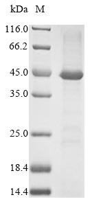 Human FAS protein