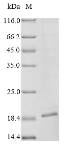 Primate FASLG protein