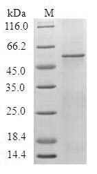 Human HTR1F protein