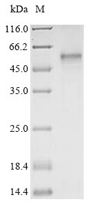 Human HTR7 protein