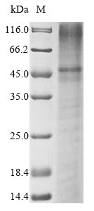 Human KCNK3 protein