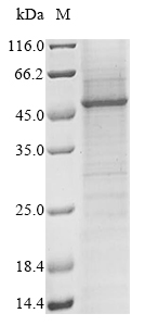 Human KCNN4 protein