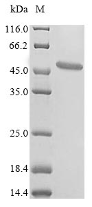 Fish MT-ND1 protein