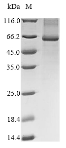 Human NOX4 protein