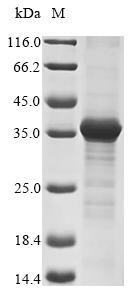 Human NXPH3 protein