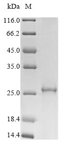 Human PLP1 protein