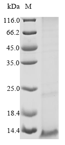 Mouse Romo1 protein